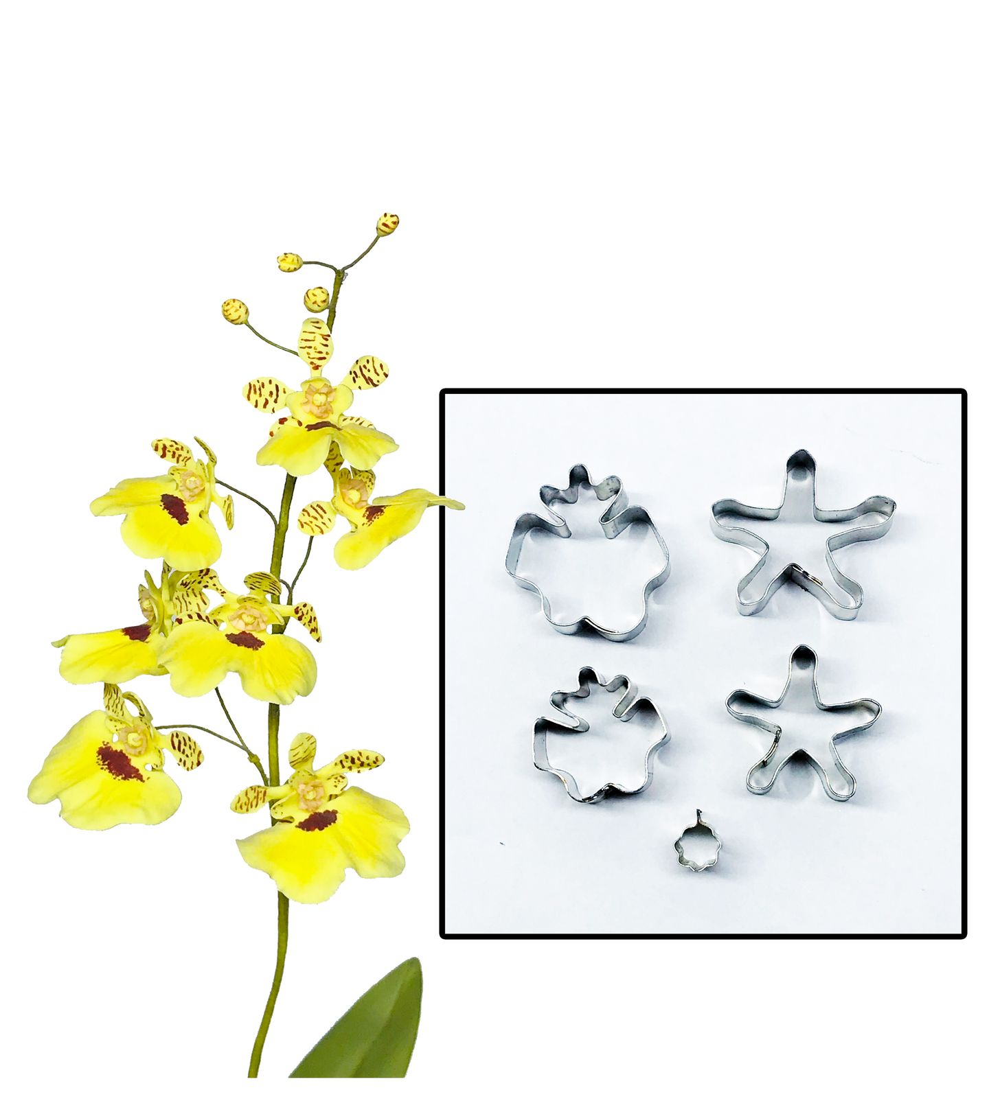 Cortador Aço - Flor - Orquidea Chuva de Ouro
