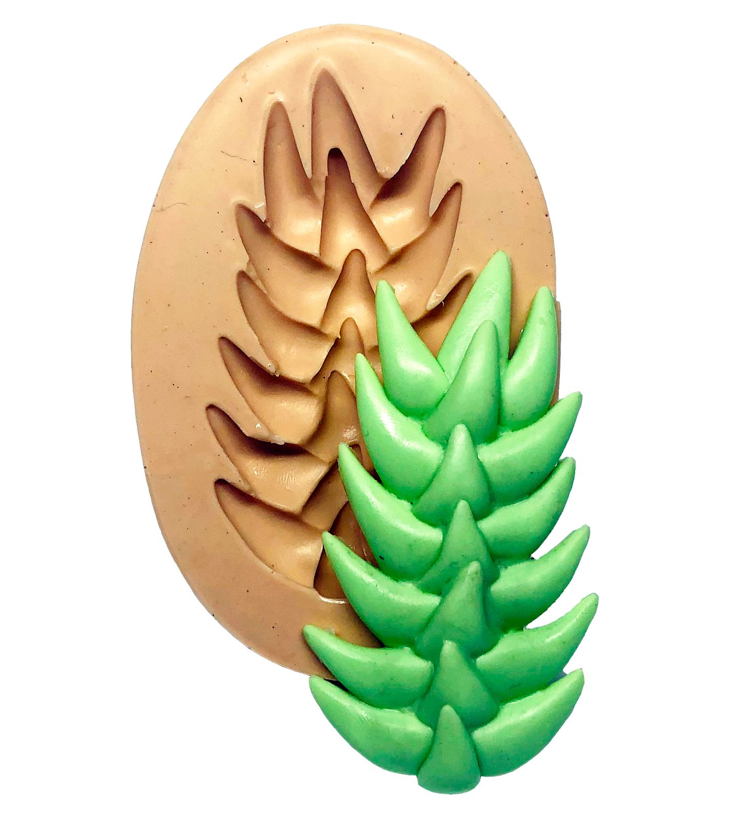 Suculenta - Rabo de Burro - Grande - P735