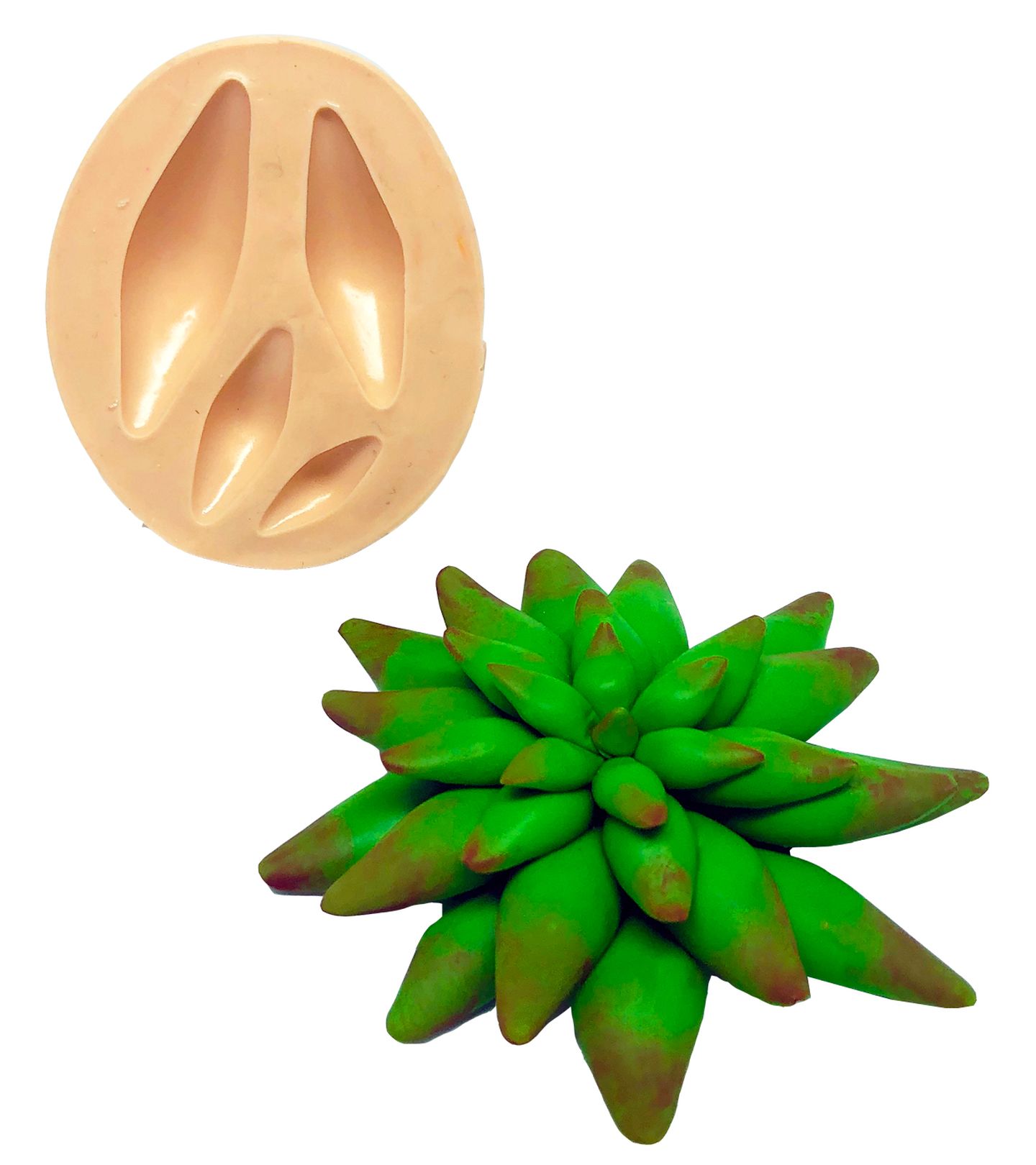 Suculenta - Mod.05 - P824