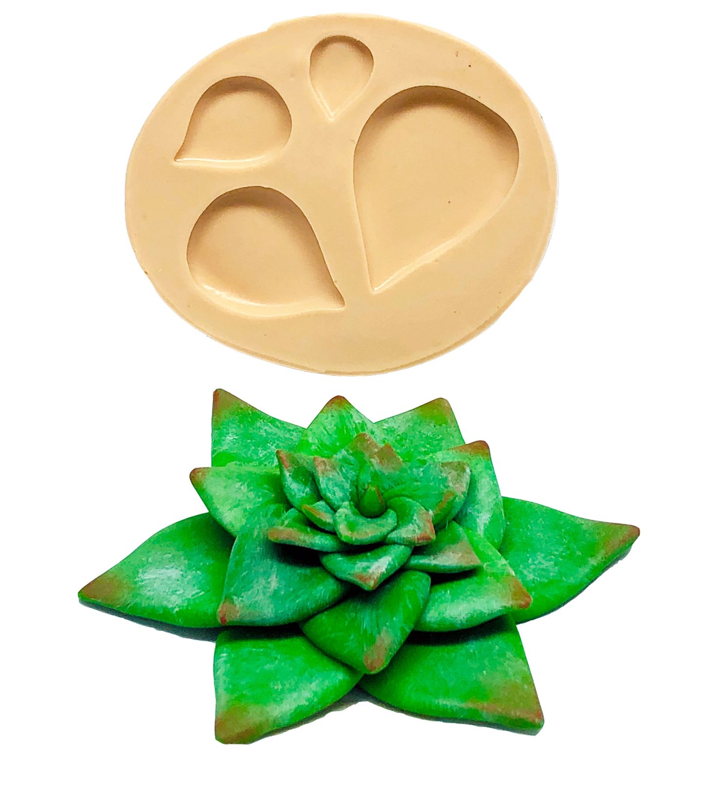 Suculenta - Mod.07 - P835