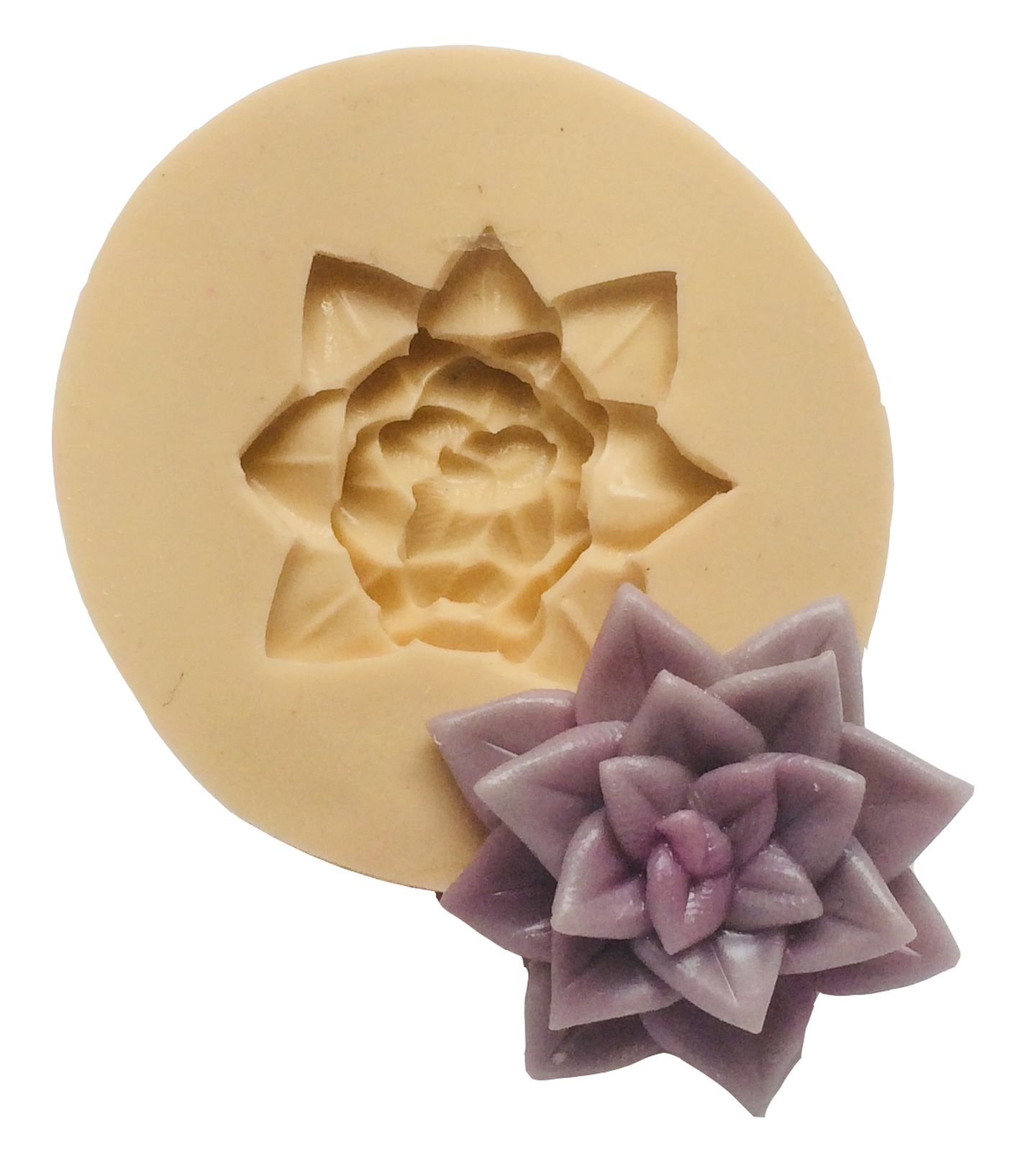 Suculenta - Mod.04 - Media - P390