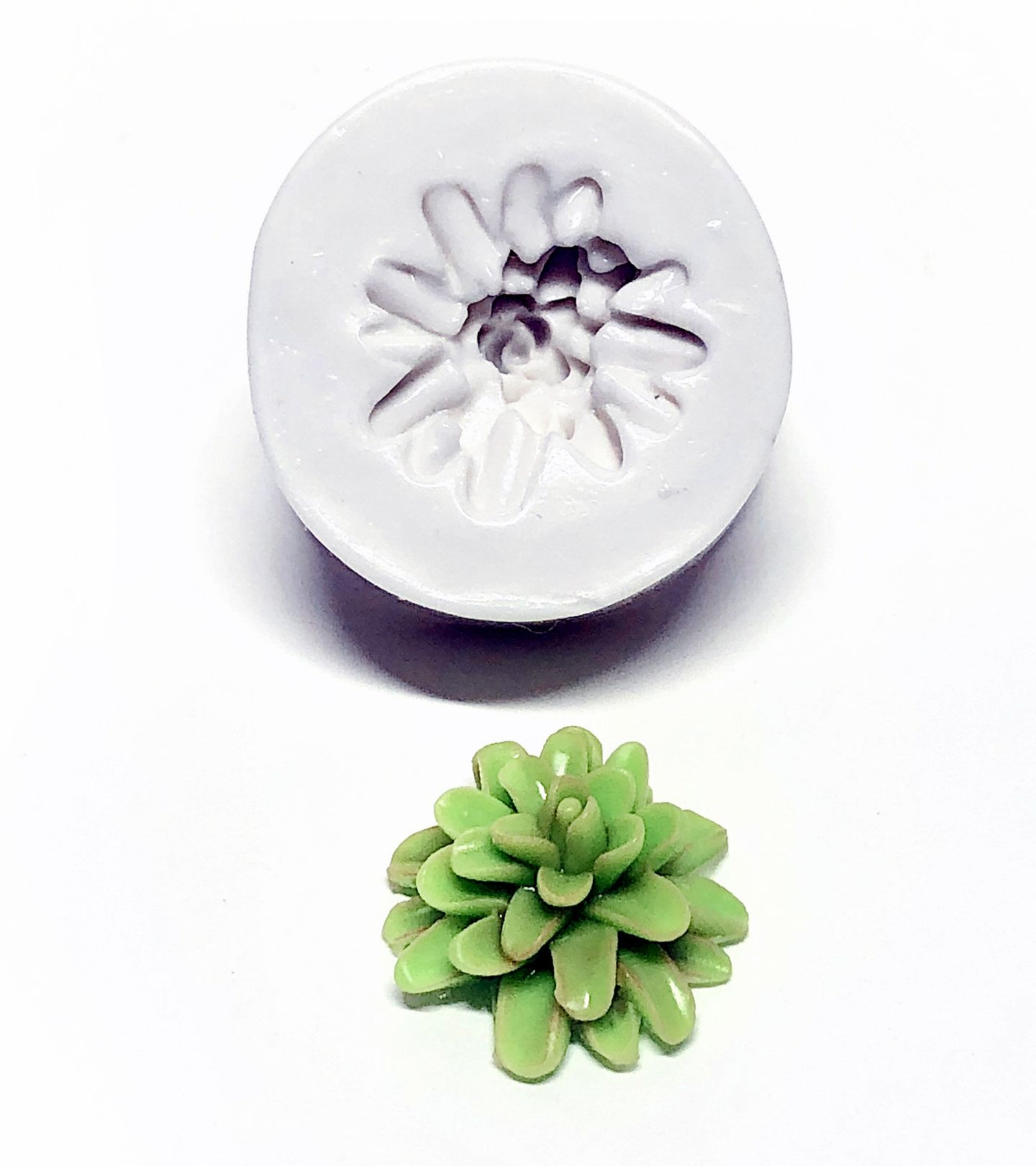 Suculenta - Media - Mod.02 - P356/P660