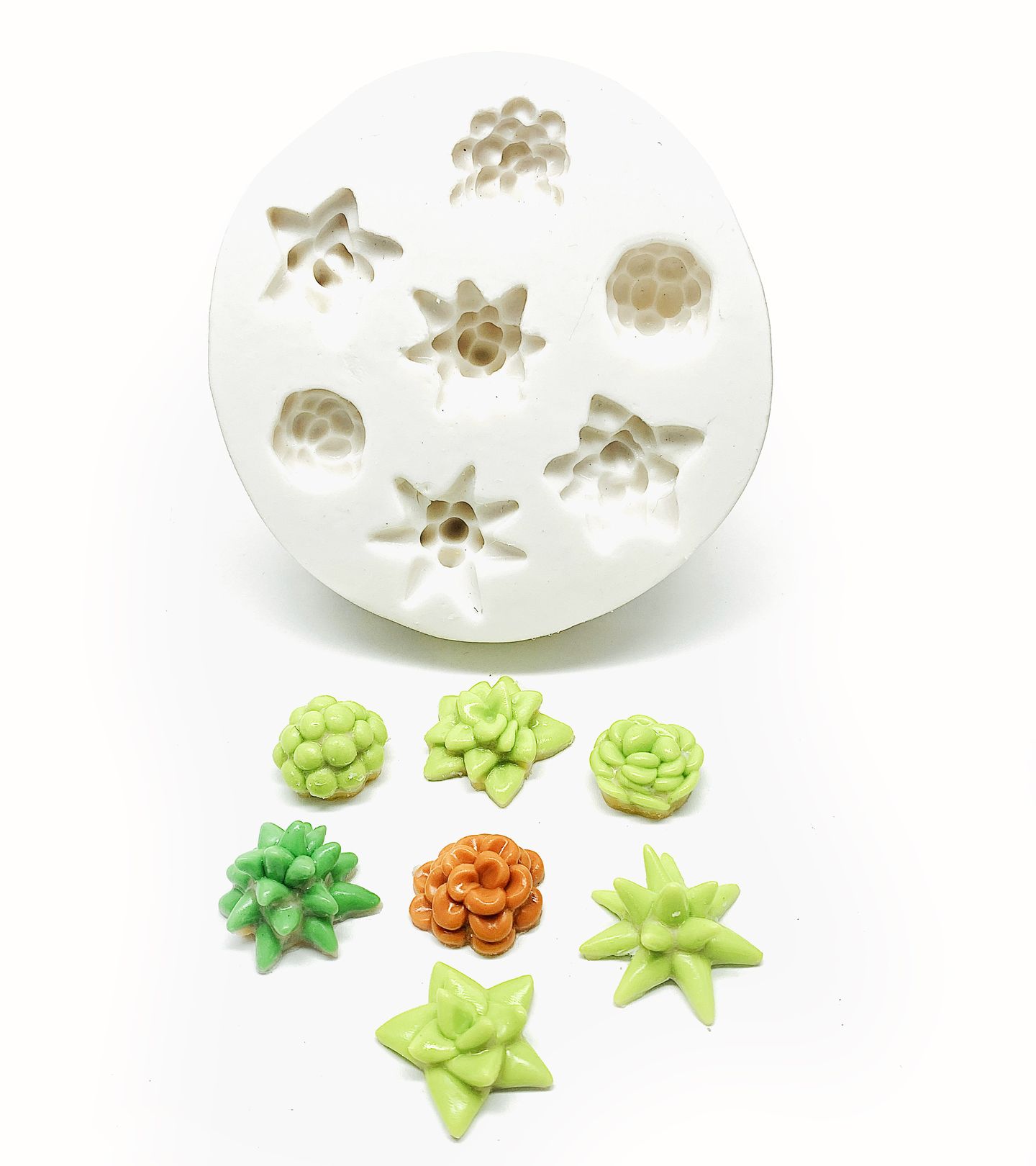 Suculenta - 07 Tipos